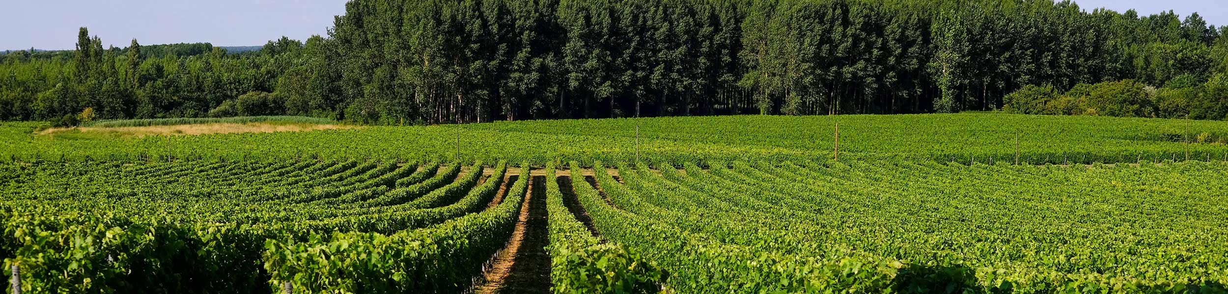 Grande Champagne maastik – konjaki piirkond